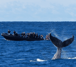 Sydney Whale Watching Tour