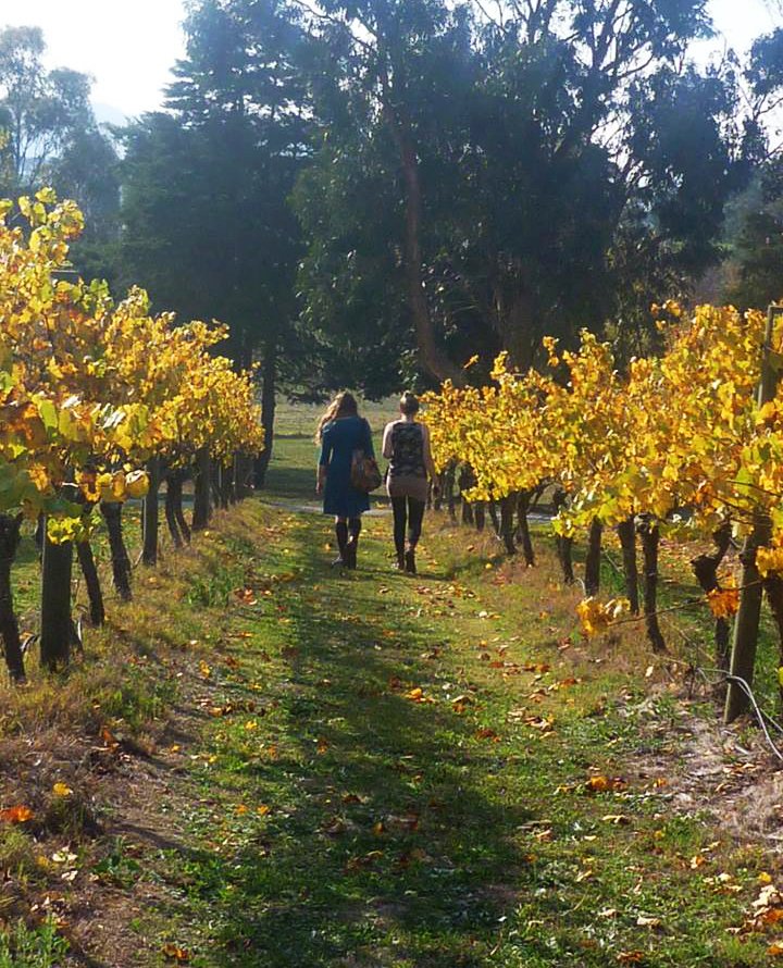 Yarra Valley Wine Day Tours | Yarra Valley Winery Bus Tours From