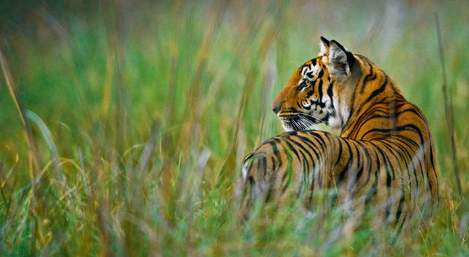 Sariska - 10 Days Rajasthan & Wildlife