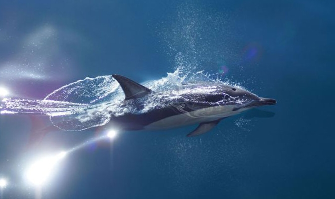 auckland whale and dolphin safari reviews