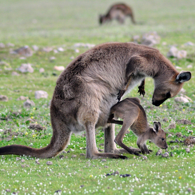 Kangaroo Island Wildlife Discovery Tour Discount
