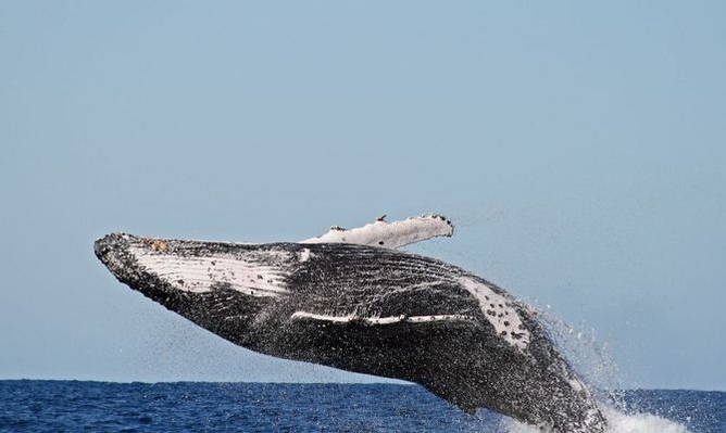 byron-bay-whale-watching-free-photos