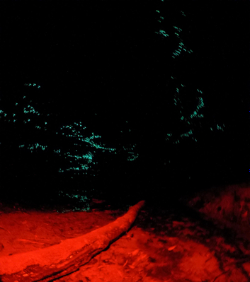 Blue Mountains Glow Worm Tour