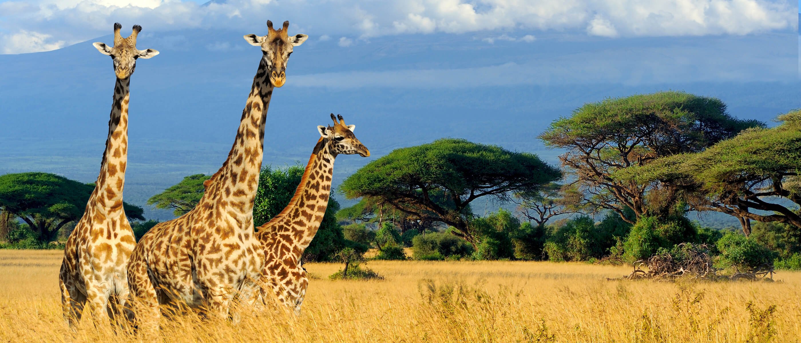 Wildlife and Nature Tours | Deals on National Parks, Whale Watching