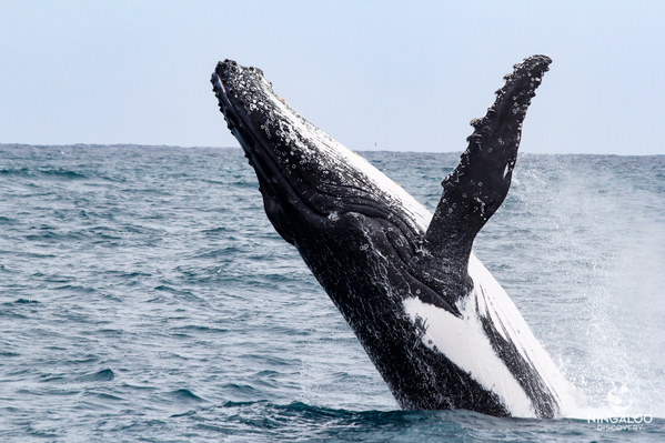 australian-whale-watching-tour