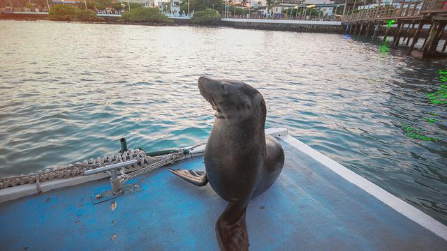 Galapagos — East, Central, & West Islands aboard the Eden