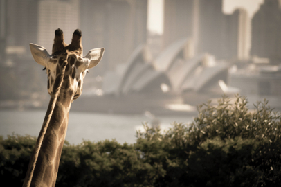 Hop On Hop Off Sydney Harbour Ferry Pass & Taronga Zoo Entry