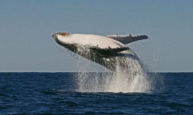 byron-bay-whale-watching-jump