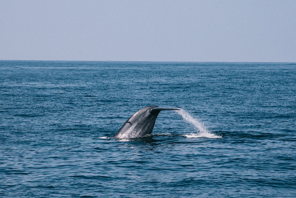 mirissa whale watching