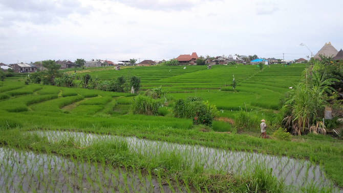 best rice terrace in Bali