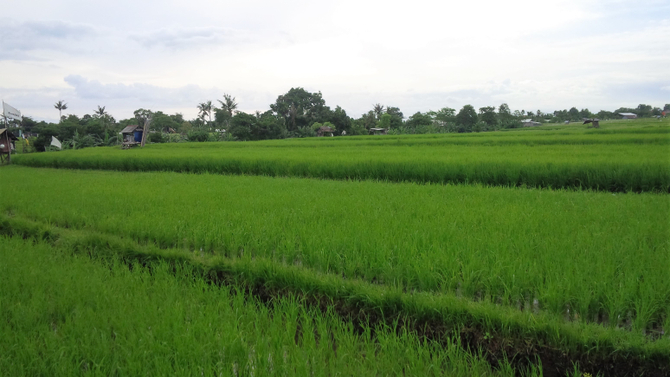 rice field tour