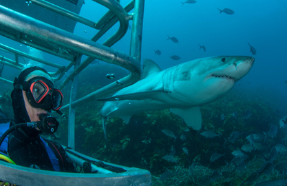 4 Day, 3 Night Great White Shark Cage Diving Expedition