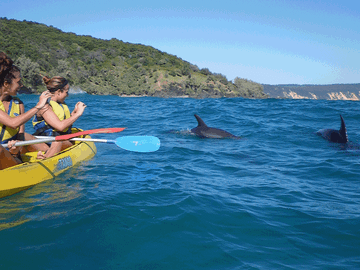 Great Beach Drive & Dolphin Kayak Adventure
