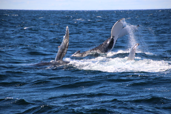Whale Watch Cruise Gold Coast deals
