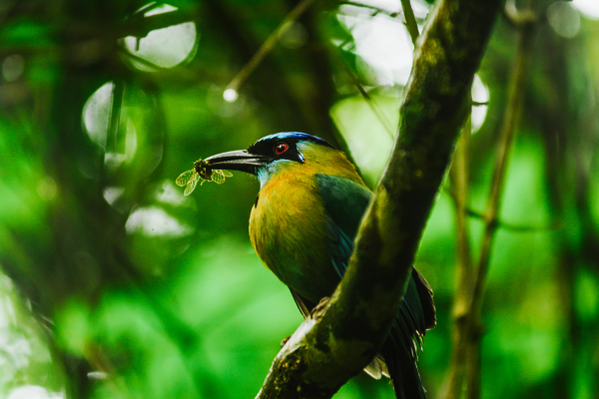 wildlife-monteverde