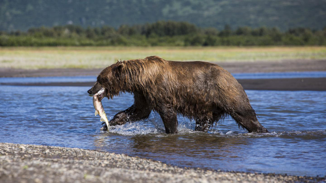 Alaska Katmai National Park Grizzly Bear