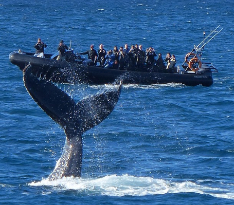 whale watching tours from Sydney