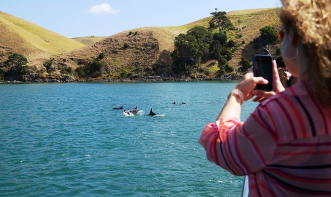 auckland whale and dolphin safari cheap