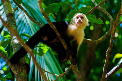 Congo Trail Monkey Sanctuary