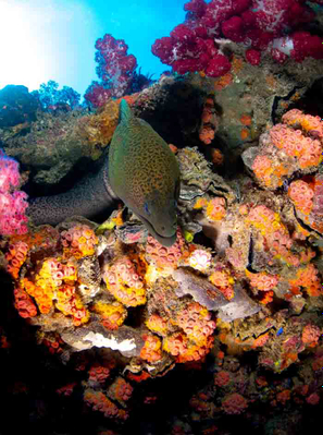Yongala Wreck Full Day Dive Tour Discount
