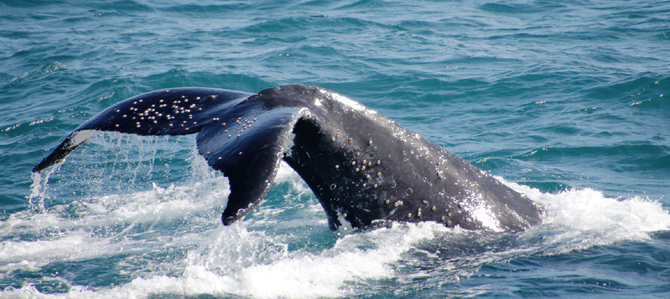 Whale Watch Cruise Gold Coast cheap