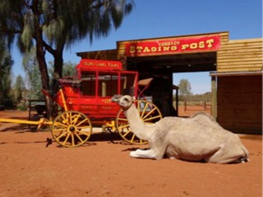 Uluru Camel Express Experience
