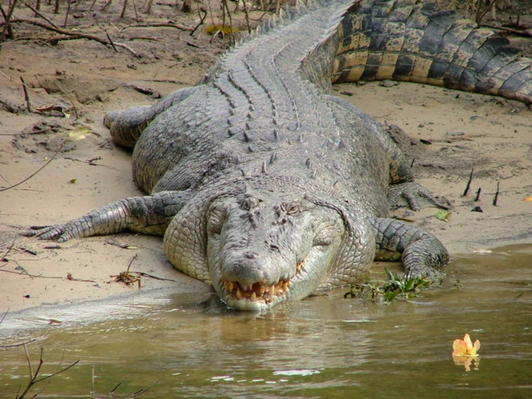Crocodiles Cape Trib