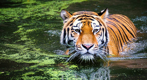 India Tiger Photography Tour