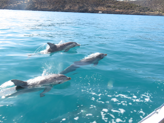 Kangaroo Island Dolphin Tour Discount