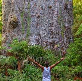 Daylight Encounter With Kauri Trees In Waipoua Forest