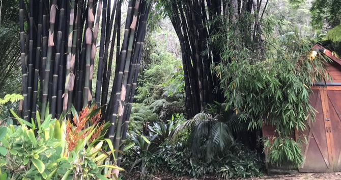 kona cloud forest, coffee, and brewery tour