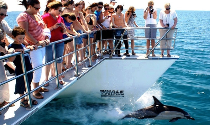 auckland whale and dolphin safari