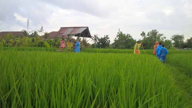 rice field with a local