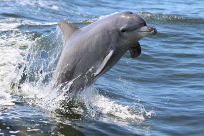Dolphin Island Adventure from Mandurah