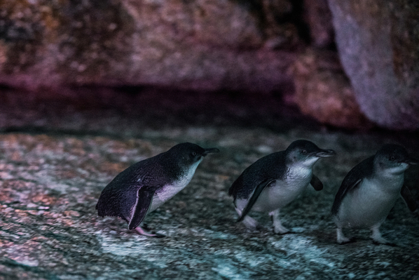 tasmanian penguins.jpg